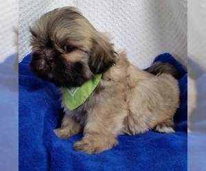 Lhasa Apso Puppy for sale in BUFFALO, MO, USA