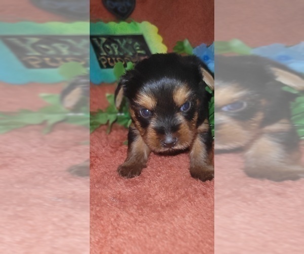 Medium Photo #116 Yorkshire Terrier Puppy For Sale in AKRON, OH, USA