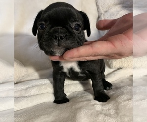 French Bulldog Puppy for sale in JOHNS ISLAND, SC, USA