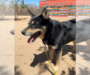 Hunter - Male Australian Kelpie Dog for Adoption - Photo #21