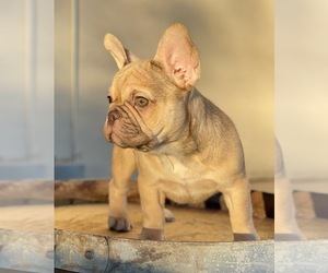 French Bulldog Puppy for sale in LOMPOC, CA, USA