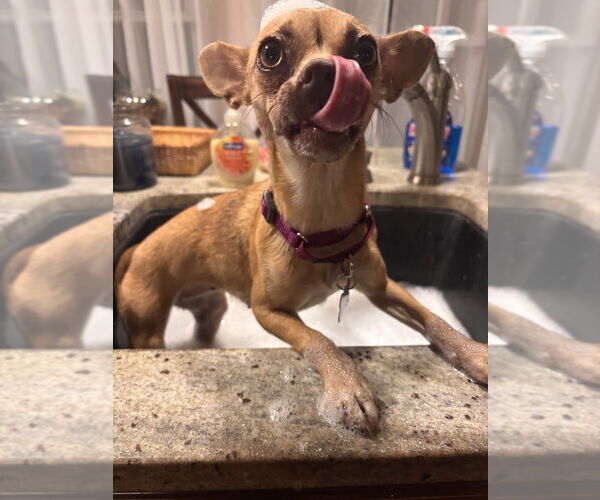 Medium Photo #7 Chihuahua Puppy For Sale in Oak Bluffs, MA, USA