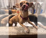 Small #6 Chihuahua