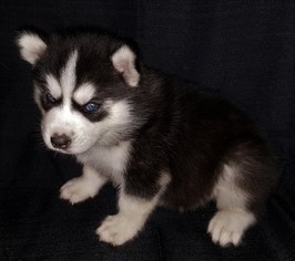 Siberian Husky Puppy for sale in BATTLE CREEK, MI, USA