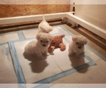 Small #2 Bichon Frise