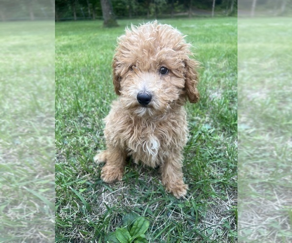 Medium Photo #8 Poodle (Miniature) Puppy For Sale in DURHAM, CT, USA