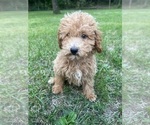 Small Photo #8 Poodle (Miniature) Puppy For Sale in DURHAM, CT, USA