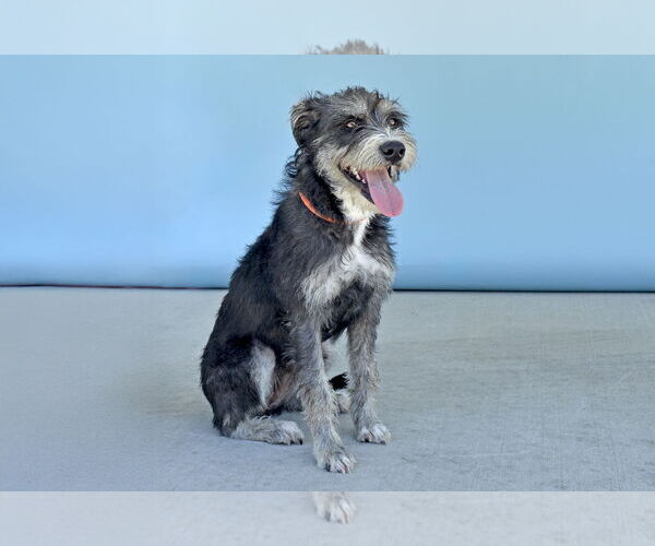 Medium Photo #2 Mutt Puppy For Sale in Pasadena, CA, USA