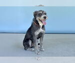 Small #1 Mutt