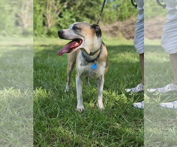 Medium Photo #10 Mutt Puppy For Sale in Wakefield, RI, USA