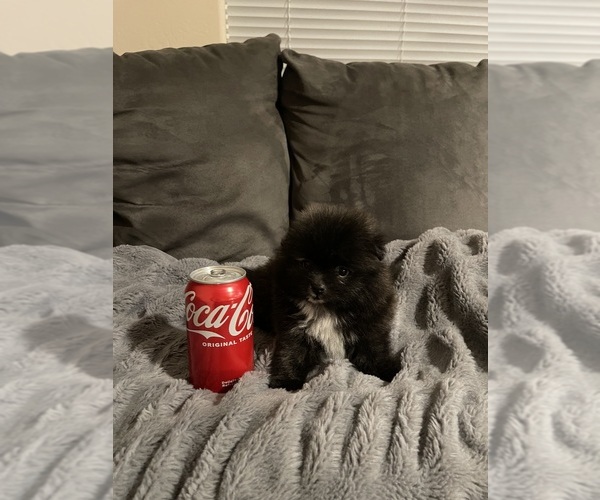 Medium Photo #6 Pomeranian Puppy For Sale in BAKERSFIELD, CA, USA