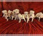 Small Photo #9 Dogo Argentino Puppy For Sale in SACRAMENTO, CA, USA