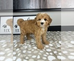 Small #2 Cavapoo