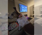 Small #2 Rat Terrier Mix