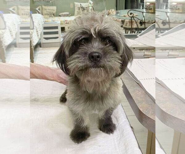 Medium Photo #1 Shih-Poo Puppy For Sale in Benton, LA, USA