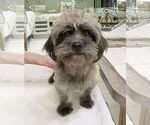 Small Shih-Poo