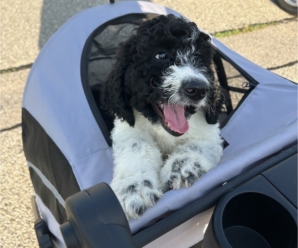 Medium Photo #1 English Cream Golden Retriever-Poodle (Standard) Mix Puppy For Sale in FRANKLIN, OH, USA