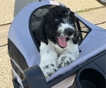 Puppy Libby English Cream Golden Retriever-Poodle (Standard) Mix