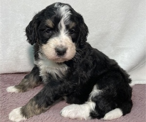 Bernedoodle Puppy for sale in CHETEK, WI, USA