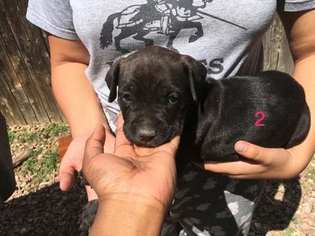 Cane Corso Puppy for sale in LITTLETON, CO, USA