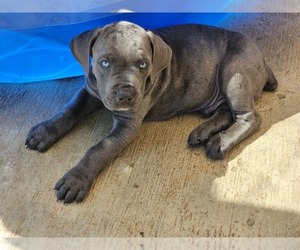 Cane Corso-Presa Canario Mix Puppy for sale in RIVERSIDE, CA, USA