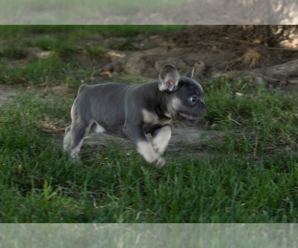 Medium Photo #4 French Bulldog Puppy For Sale in NAPPANEE, IN, USA