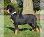 Small Photo #5 Rottweiler Puppy For Sale in DANVILLE, PA, USA