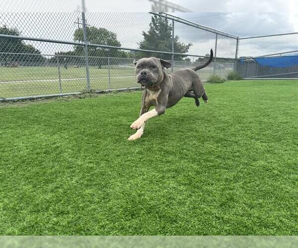 Medium Photo #1 American Staffordshire Terrier-Unknown Mix Puppy For Sale in Grand Prairie, TX, USA
