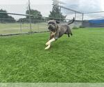 Small American Staffordshire Terrier Mix