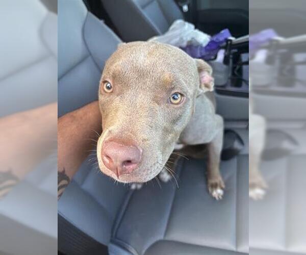 Medium Photo #1 Mutt Puppy For Sale in Houston, TX, USA