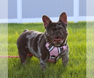 French Bulldog Puppy for sale in FRESNO, OH, USA