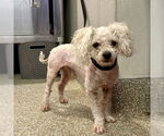 Small #4 Poodle (Miniature) Mix