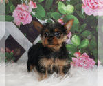 Small #1 Yorkshire Terrier