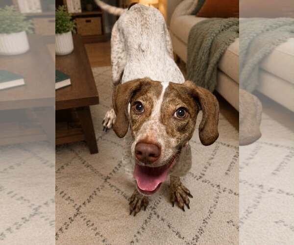 Medium Photo #1 Mutt Puppy For Sale in Shelburne, VT, USA