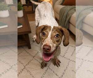 Mutt Dogs for adoption in Shelburne, VT, USA