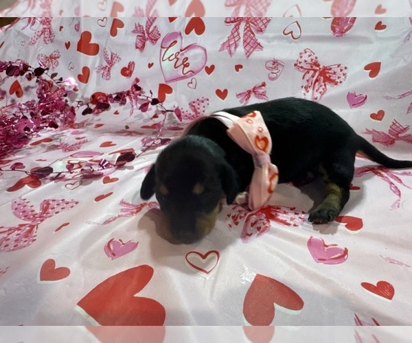 Medium Photo #6 Dachshund Puppy For Sale in BOLIVAR, MO, USA