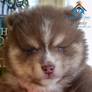 Medium Photo #30 Pomsky Puppy For Sale in ANDOVER, MN, USA