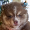 Small Photo #30 Pomsky Puppy For Sale in ANDOVER, MN, USA