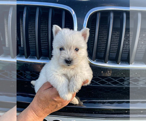 West Highland White Terrier Puppy for sale in WOOD DALE, IL, USA