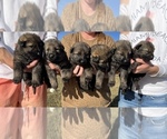 Small Photo #22 German Shepherd Dog Puppy For Sale in AURORA, SD, USA