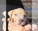Small Photo #8 American Bully Puppy For Sale in PALMDALE, CA, USA
