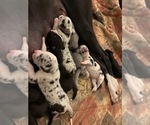 Small Photo #11 Great Dane Puppy For Sale in MARICOPA, AZ, USA
