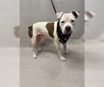 Small Mutt