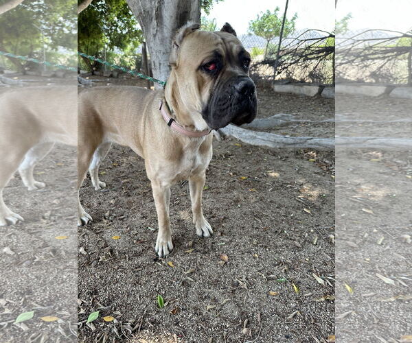Medium Photo #4 Mutt Puppy For Sale in Goodyear, AZ, USA