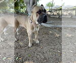 Small #3 Mutt