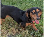 Small #11 Dachshund
