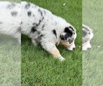 Small #11 Australian Shepherd