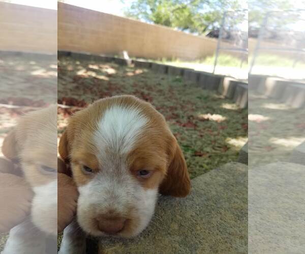 Medium Photo #8 Brittany Puppy For Sale in RIDGECREST, CA, USA