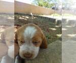Small Photo #8 Brittany Puppy For Sale in RIDGECREST, CA, USA