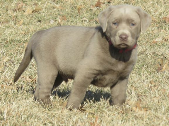 Medium Photo #1 Labrador Retriever Puppy For Sale in ALBANY, MO, USA